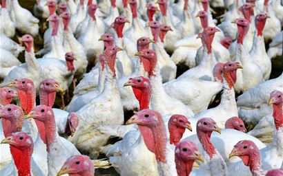 Group of white turkeys on a poultry farm