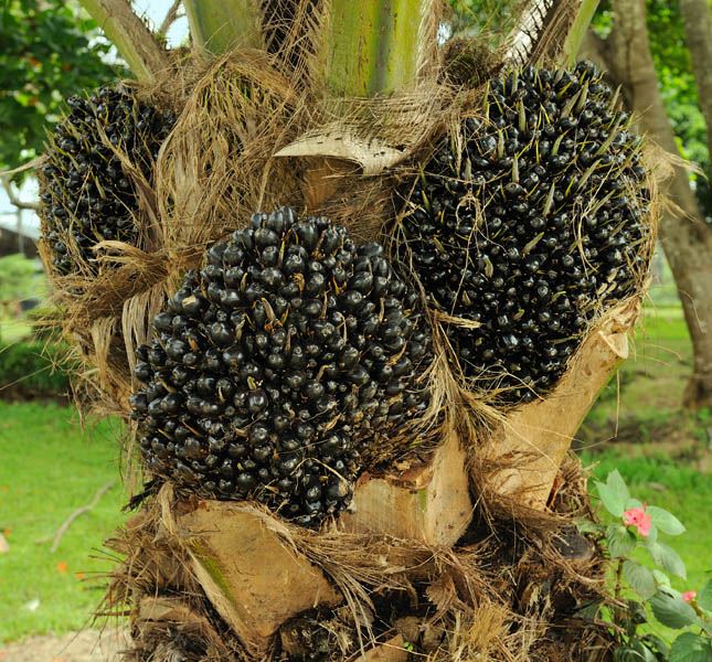 Масличная пальма растет в природной зоне - фото