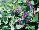 Flowering plant Kudzu in flower. Wenfu Town, China.
