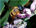 Pollinator Bee, Megachile sculpturalis, pollinating kudzu. Bai Shaling, China.