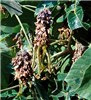 Mature flowers Mature kudzu flowers with developing seed pods.