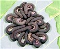 Natural enemy Gregarious sawfly larvae on the underside of a kudzu leaf. Jiuhua Mountains, China.