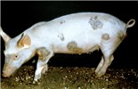 Cover for skin and ocular diseases of pigs