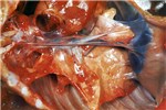 Cover for Streptococcus and Enterococcus infections in pigs (and ruminants)
