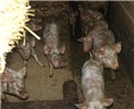 Cover for porcine circovirus infections