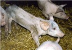 Cover for respiratory diseases of pigs