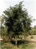 Tree R. pseudoacacia tree.