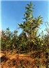 Young trees R. pseudoacacia trees in Pakistan.