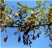 Branch with pods R. pseudoacacia branch with seed pods.