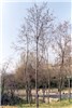 Winter aspect R. pseudoacacia tree, 9 m high, d.b.h. 18 cm, about 15-years-old. Location: roadside in Assisi (Perugia), Umbria, Italy.