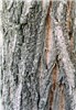 Bark of adult tree Bark of adult tree.