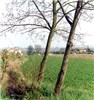 Trees from root sprouts Root sprouts issuing from 25-year-old adult field-edge robinia tree. Adult tree height 8 m, d.b.h. 25 cm. Location: Perugia, central Italy.