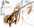 Seed pods Seed pods of R. pseudoacacia.