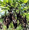 Fruits R. pseudoacacia, ripe seed pods.
