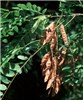 Pods and foliage Ripe seed pods; foliage also visible.