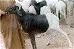 Cover for Fulani breed group sheep