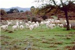 Cover for Sardinian sheep