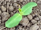Seedling Oneseed burr cucumber (Sicyos angulatus); cotyledon stage