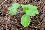 Juvenile stage Oneseed burr cucumber (Sicyos angulatus); immature plant.