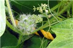 Fruit Oneseed burr cucumber (Sicyos angulatus); developing fruits.