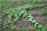 Invasive habit Oneseed burr cucumber (Sicyos angulatus); infested soybean field.