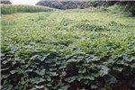 Invasive habit Oneseed burr cucumber (Sicyos angulatus); abandoned field infested.