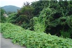 Invasive habit Oneseed burr cucumber (Sicyos angulatus) climbing trees adjacent to a roadside.