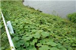 Invasive habit Oneseed burr cucumber (Sicyos angulatus); riverside population showing invasive nature.