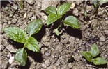Seedlings A. conyzoides seedlings.