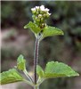 Flowering shoot A. conyzoides is an erect, branching, annual herb with shallow, fibrous roots. The branched, terminal or axillary inflorescence bears 4-18 flower heads arranged in showy, flat-topped clusters.