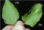 Leaves Leaves of Ageratum conyzoides (a) and A. houstonianum (b).|Leaves of Ageratum conyzoides (a) and A. houstonianum (b). The leaves of A. conyzoides are opposite, 20-100 mm long, 5-50 mm wide, on hairy petioles 5-75 mm long, broadly ovate, with a rounded or narrowed acute base and an acute or obtuse or sometimes acuminate tip and toothed margins.