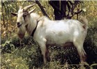 Cover for Small East African goat