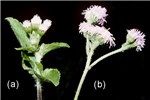 Inflorescences Inflorescences of Ageratum conyzoides (a) and A. houstonianum (b).|Inflorescences of Ageratum conyzoides (a) and A. houstonianum (b). Individual flower heads of A. conyzoides are light blue, white or violet, carried on 50-150 mm long peduncles, and are 5 mm across, 4-6 mm long with 60-75 tubular flowers. The flower head is surrounded by two or three rows of oblong bracts which are green with pale or reddish-violet tops.
