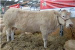 Cover for Blonde d'Aquitaine cattle
