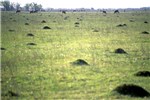 Ant mounds Solenopsis invicta (red imported fire ant); pasture with ant nests or mounds. Texas, USA.