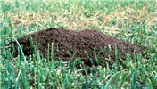 Ant mound Solenopsis invicta (red imported fire ant); mound in turfgrass.