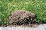 Ant mound Solenopsis invicta (red imported fire ant); mound next to footpath.