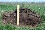 Cross section of ant mound Solenopsis invicta (red imported fire ant); mound in pasture, showing cross-section. Note scale.