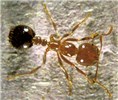 Worker caste Solenopsis invicta (red imported fire ant); close-up of worker ant.