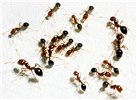 Worker caste Solenopsis invicta (red imported fire ant); worker ants in laboratory colony.