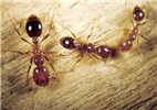 Worker caste size variability Solenopsis invicta (red imported fire ant); worker ants, showing size variability.