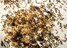 Polygyne colony Solenopsis invicta (red imported fire ant); laboratory multiple queen or polygyne colony showing brood (larvae, pupae), worker ants and several queens (large wingless ants).