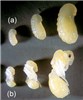 Larvae and pupae Solenopsis invicta (red imported fire ant); larvae (row a) and winged sexual pupae (row b).