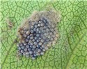Ova S. littoralis egg mass on leaf of Rosa spp. from Kenya.