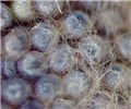 Ova Close-up of S. littoralis egg mass on leaf of Rosa spp. from Kenya.
