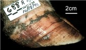 Cover for subclinical laminitis in cattle