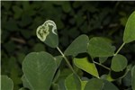 Inflorescence Arthraxon hispidus (small carpetgrass, joint-head grass); flower(s), inflorescence. USA