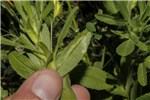 Leaves and stem Arthraxon hispidus (small carpetgrass, joint-head grass); close-up of leaves and stem. USA