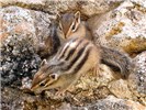 Juveniles Young Siberian Chipmunks. Forest of Sénart, France