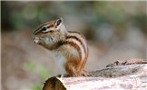 Adult Adult Siberian Chipmunk. Forest of Sénart, France